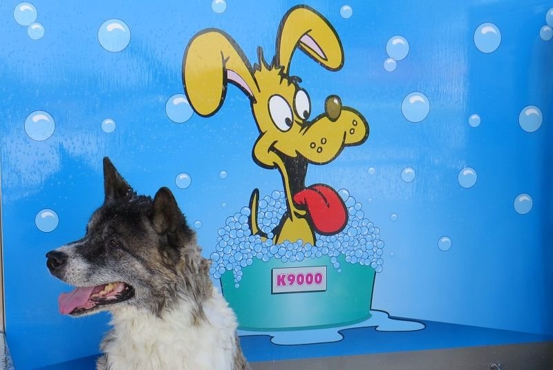 Happy dog after a self-serve wash in a K9000 dog wash tub